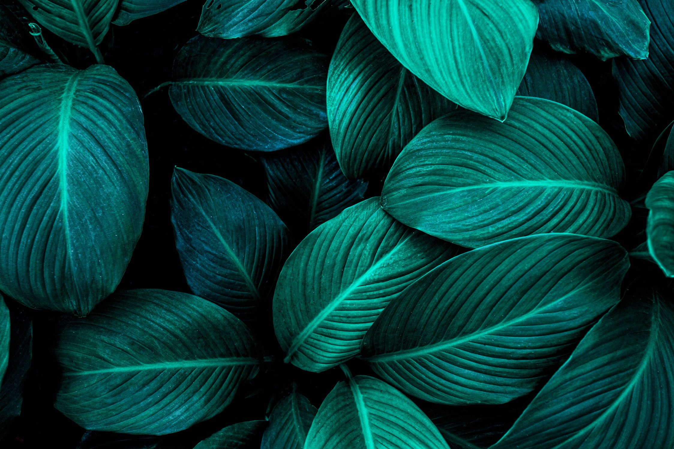abstract green leaves background